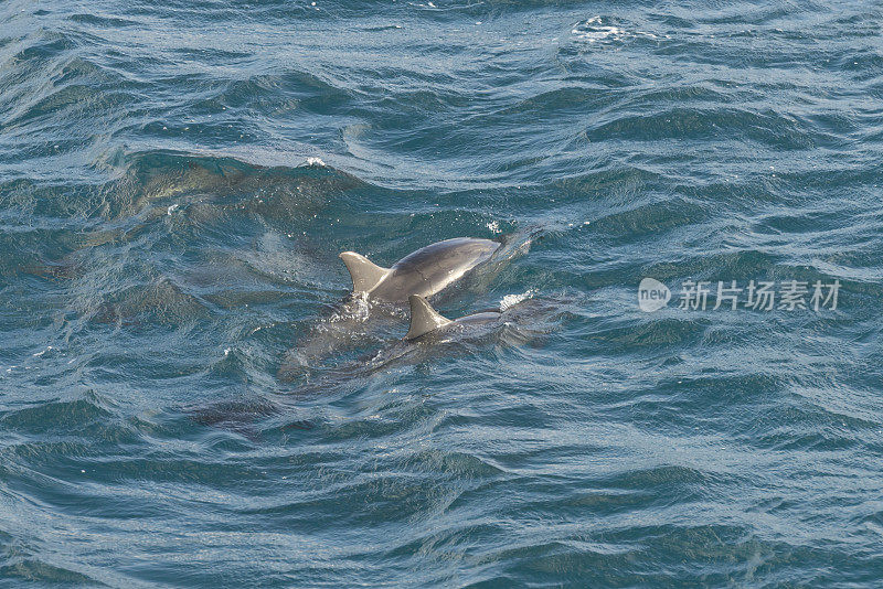 旋转海豚（斯特内拉·朗基罗斯特里斯）