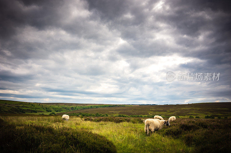 在英国北约克荒原国家公园放牧的绵羊