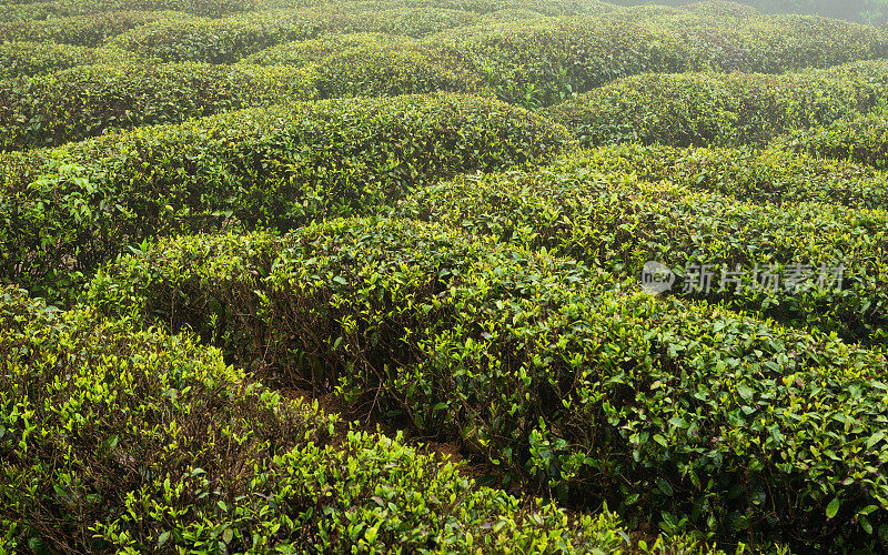 中国江西庐山的绿茶产地以其云雾茶而闻名