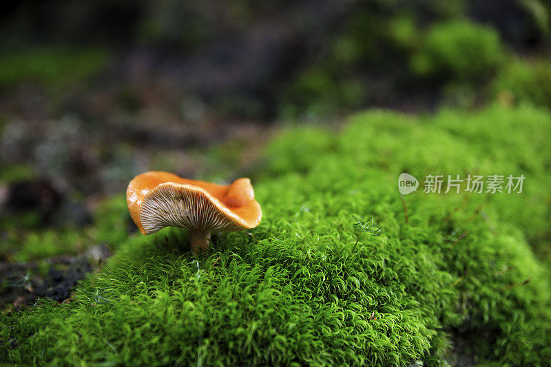 生长在森林苔藓中的蘑菇。