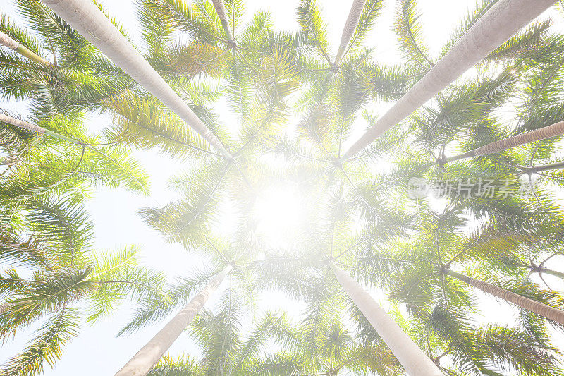 阳光穿过椰子树