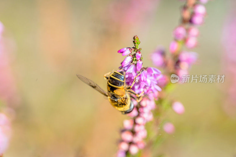 美丽的蜜蜂宏。波兰秋天，花通过昆虫授粉，收集花粉为石南花蜂蜜