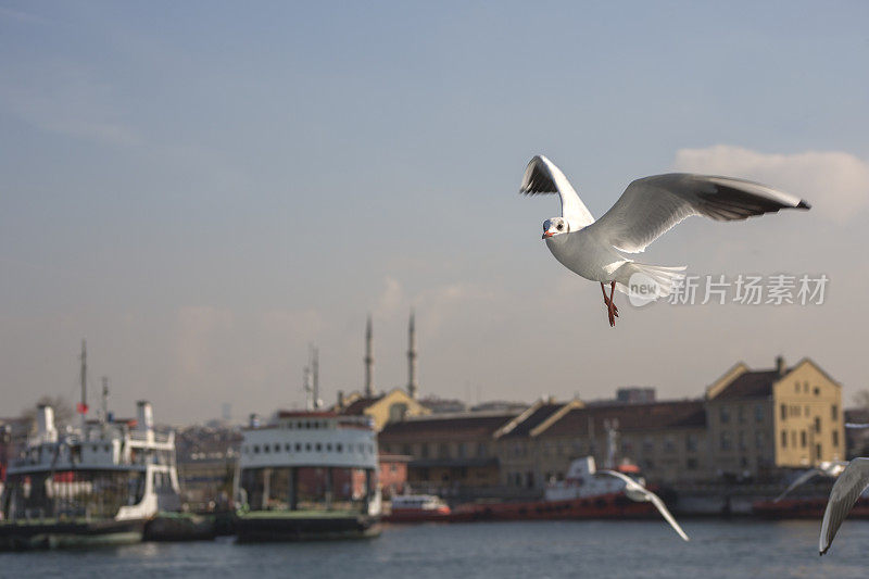 野生海鸥飞过土耳其伊斯坦布尔的博斯普鲁斯海峡