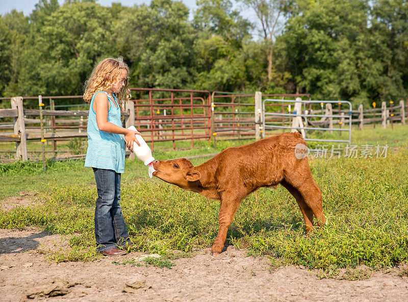 小女孩用奶瓶喂两周大的棕色小牛