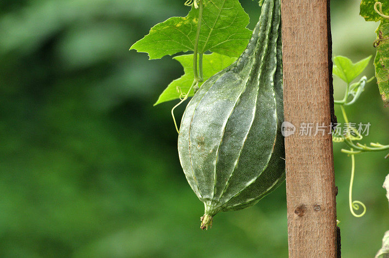 丝瓜葫芦植物