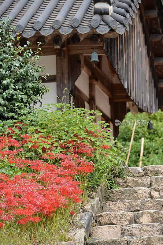 佛寺夏日鲜花