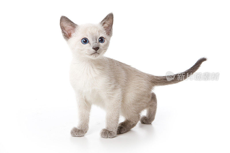 绿眼睛的俄罗斯蓝猫(孤立于白色之上)