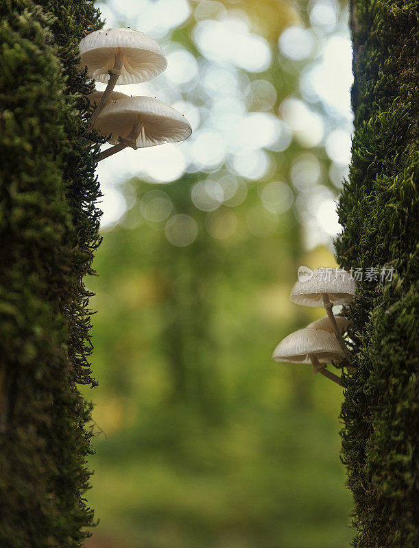 苔藓树干上的伞菌