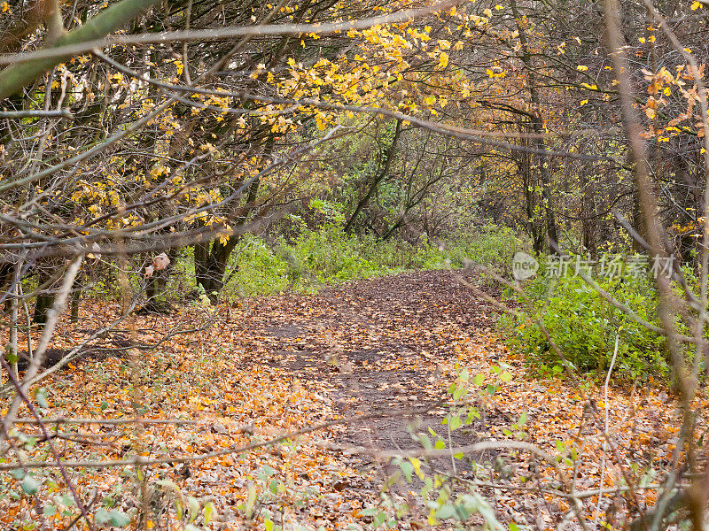 秋天的森林小径穿过黑暗的路黄叶地