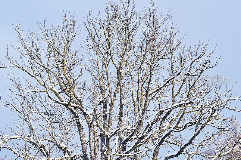 雪覆盖了树枝