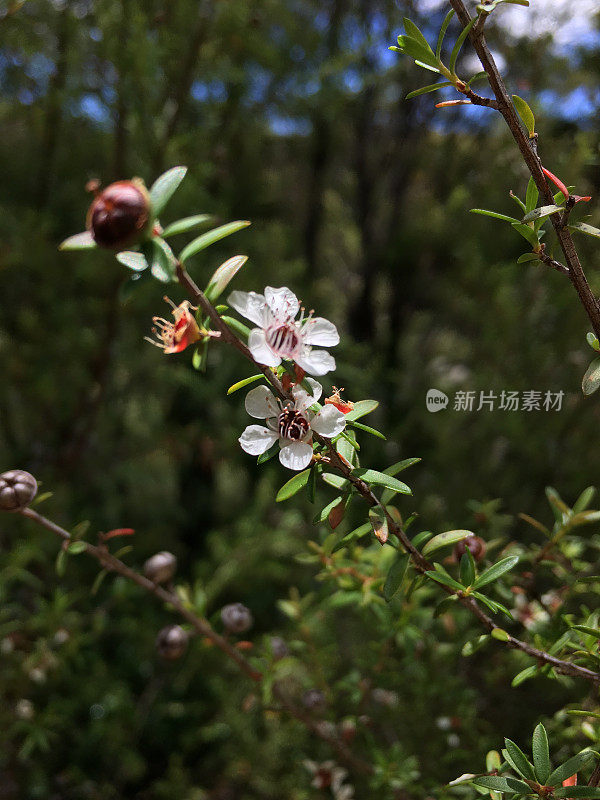 Manuka(钩端精子镜)