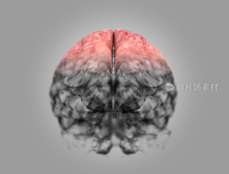 大脑为神经元系统3D