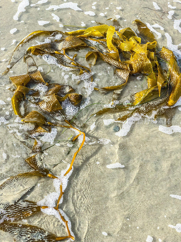 沙子和海洋特写，拉霍亚海滩，加州，美国