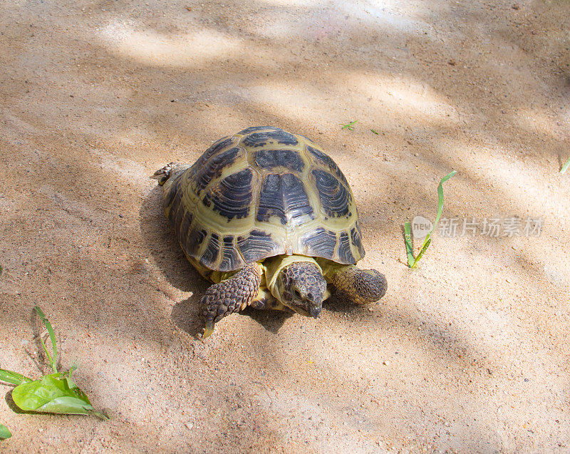 一只小乌龟在野外的沙滩上爬行