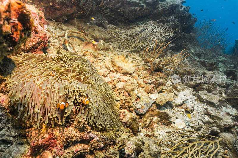 小丑鱼和海葵的水下图像