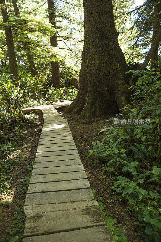 穿过雨林的木板路
