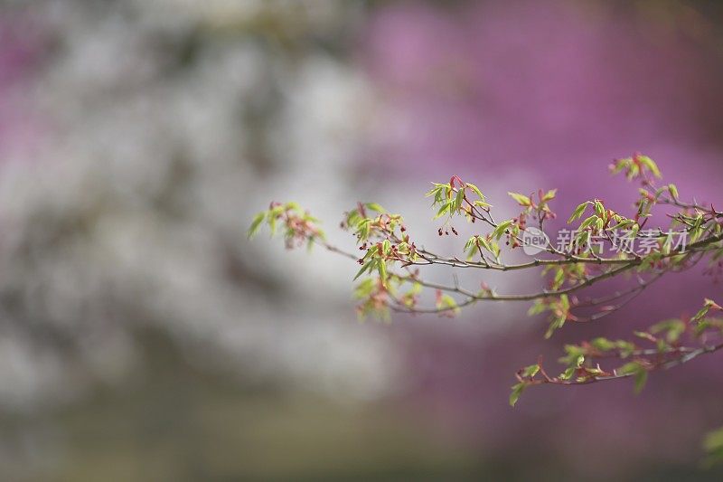 年轻的叶子——Momiji