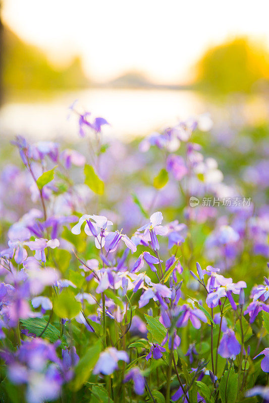 夕阳下的小花