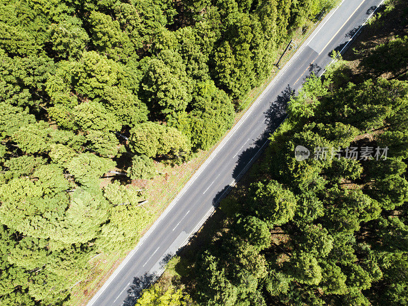 森林中笔直的道路鸟瞰图