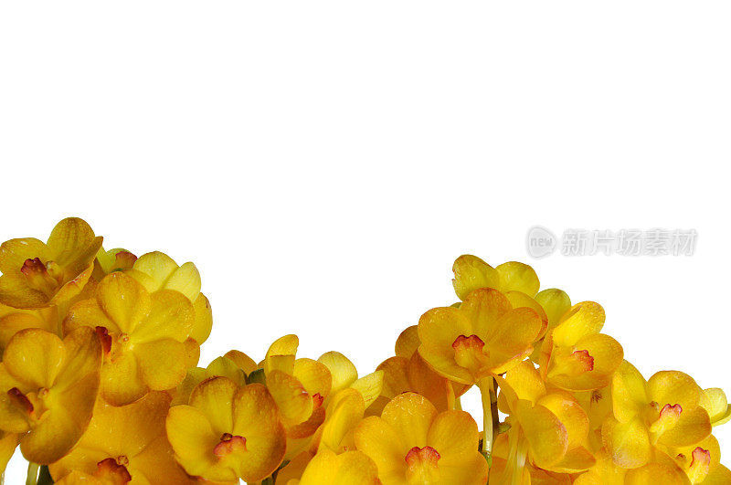 泰国黄色兰花。