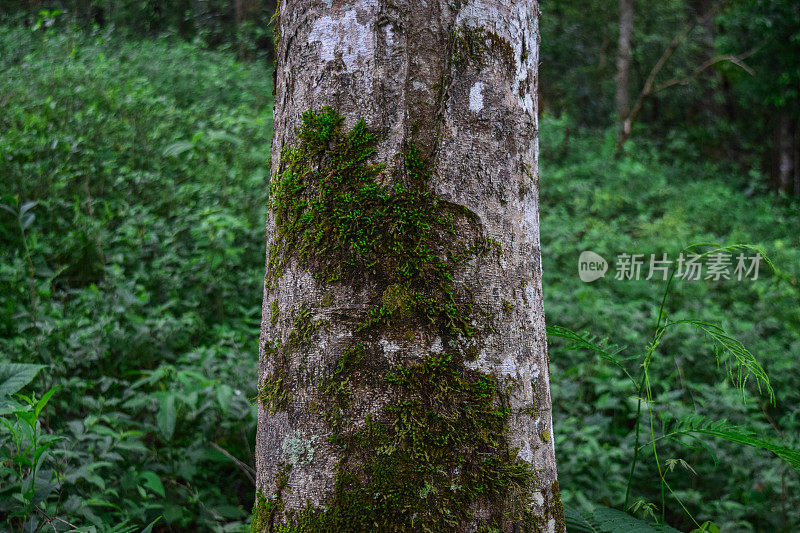 森林里长满苔藓的树