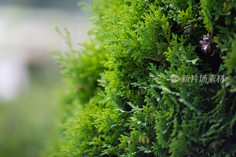 蕨类树篱，景深较浅，背景柔和模糊