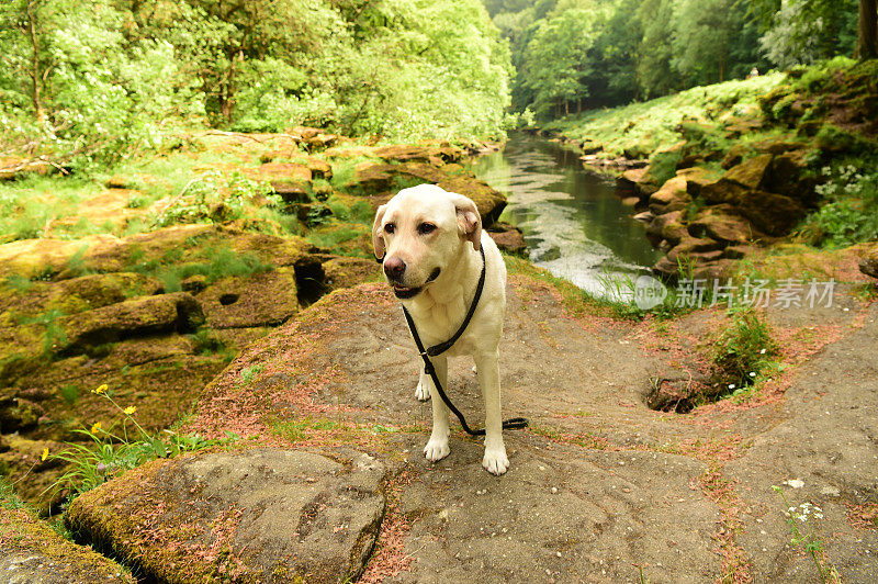 拉布拉多寻回犬