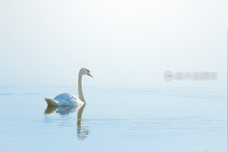 湖中的天鹅