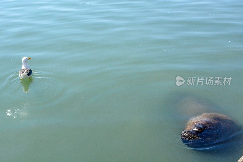 海狮的特写镜头，他的头浮出水面耐心地等待游客扔给他一条鱼。