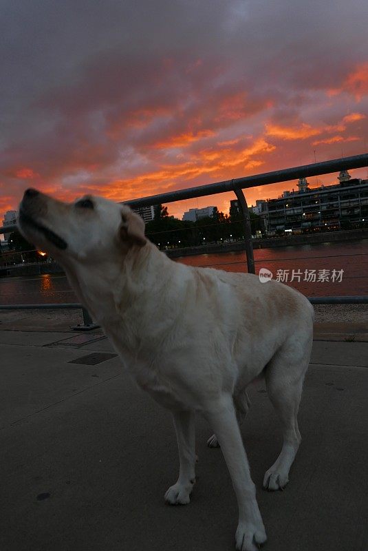 拉布拉多寻回犬