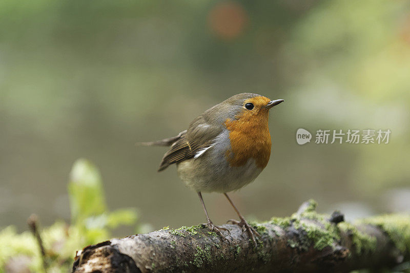 罗宾(红心rubecula)