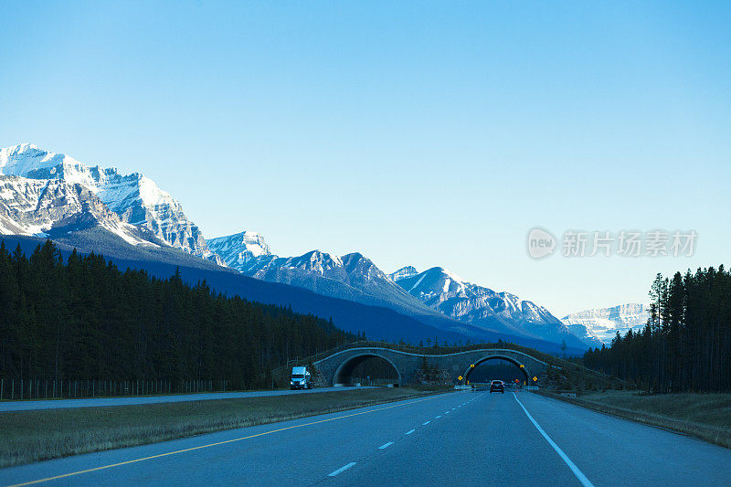 动物穿越高速公路在班夫国家公园，亚伯达，加拿大