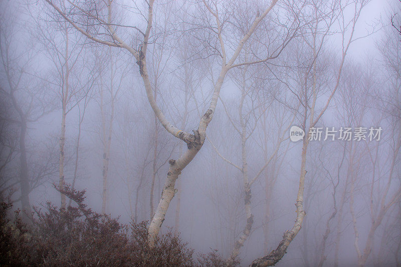 赤城山的树木被雾遮住了