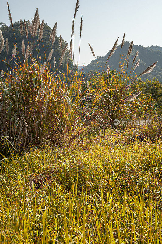 越南下龙湾吉巴岛的草原景观