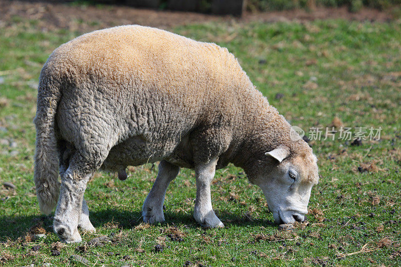 加拿大新斯科舍省布瑞尔岛的一个小农场里的绵羊