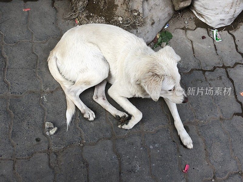 流浪的印度狗住在肮脏的街道上