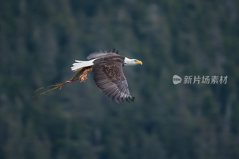 阿拉斯加海恩斯秃头鹰保护区