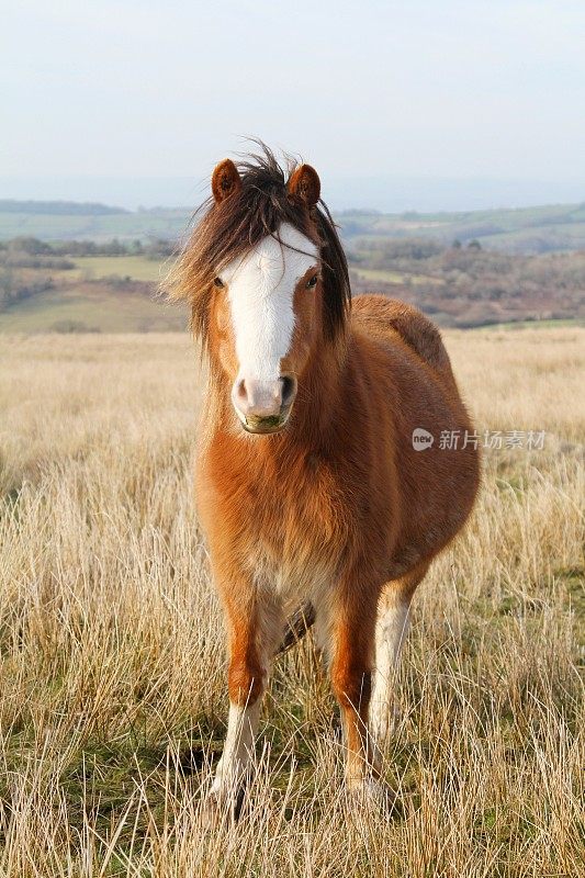 威尔士乡下的一匹野马