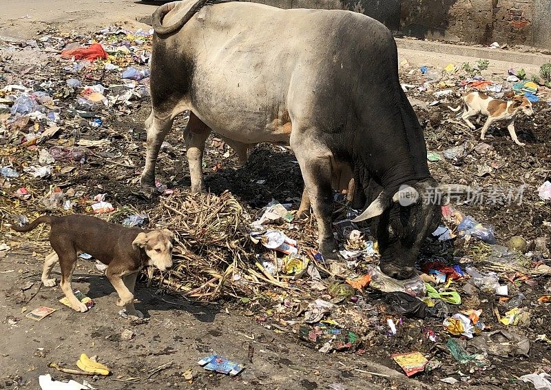 这是印度德里的荒地，乱扔垃圾，野生圣牛的照片