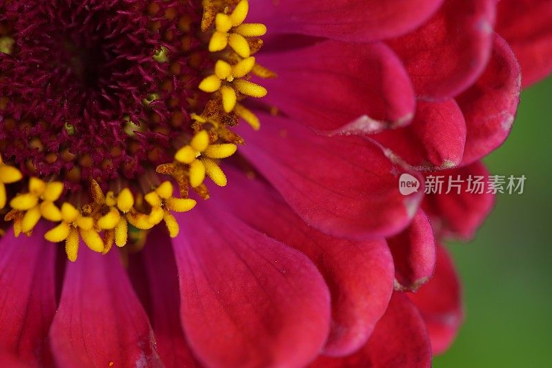 Zinnia线虫花