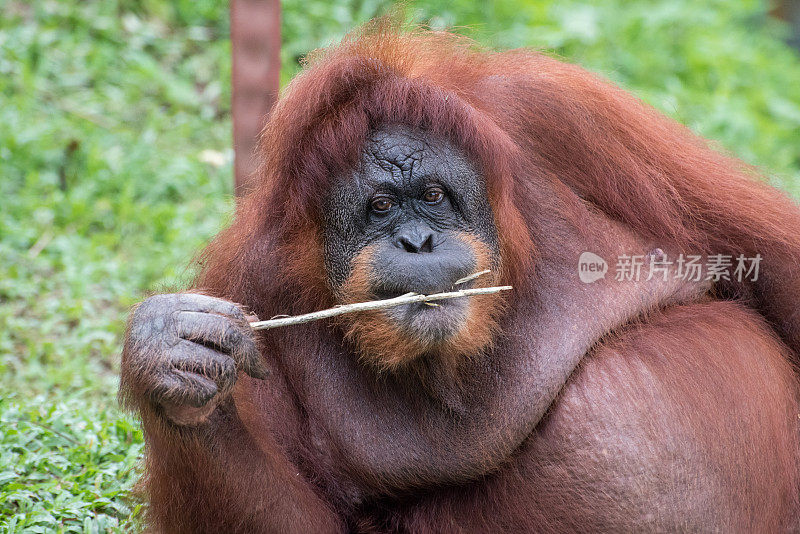 婆罗洲的猩猩