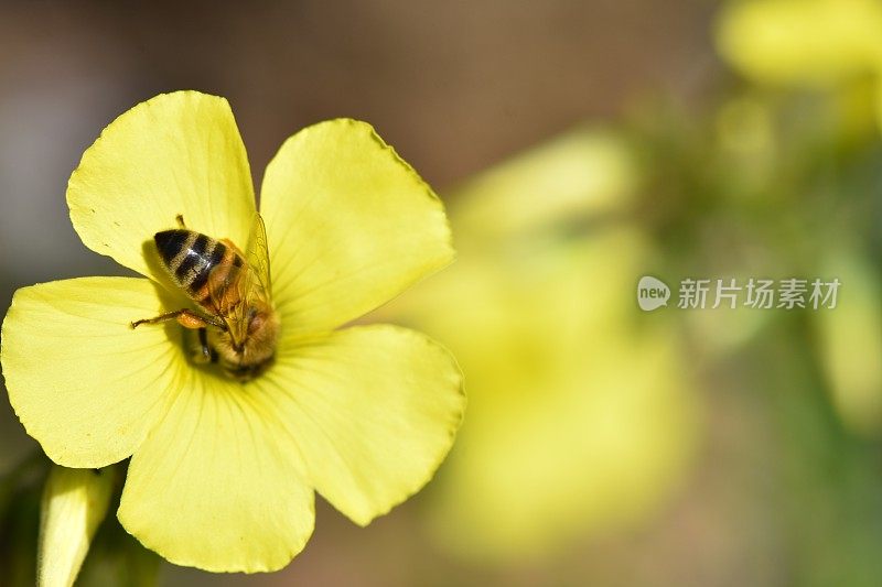 蜜蜂从花中吸取花蜜