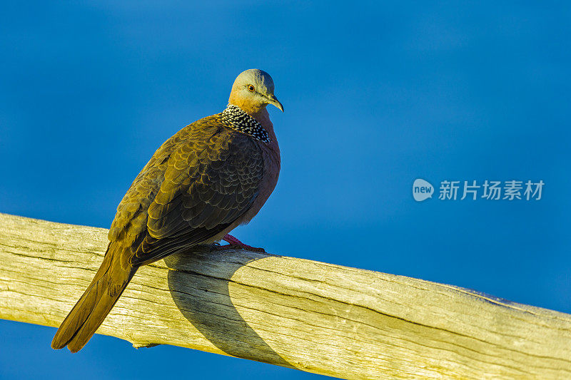 夏威夷的毛伊岛