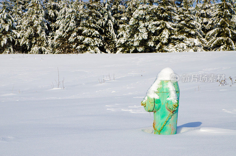 消防栓在雪中，后面是冷杉树