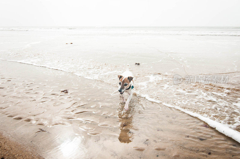 英格兰怀特岛海滩上的杰克罗素梗犬