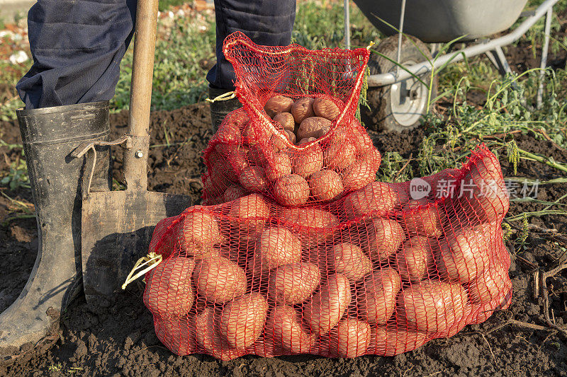 袋装收获的土豆