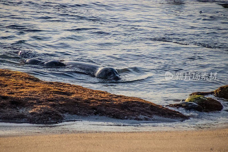 日落时分，一群海狮游向圣地亚哥拉霍亚海滩的陆地