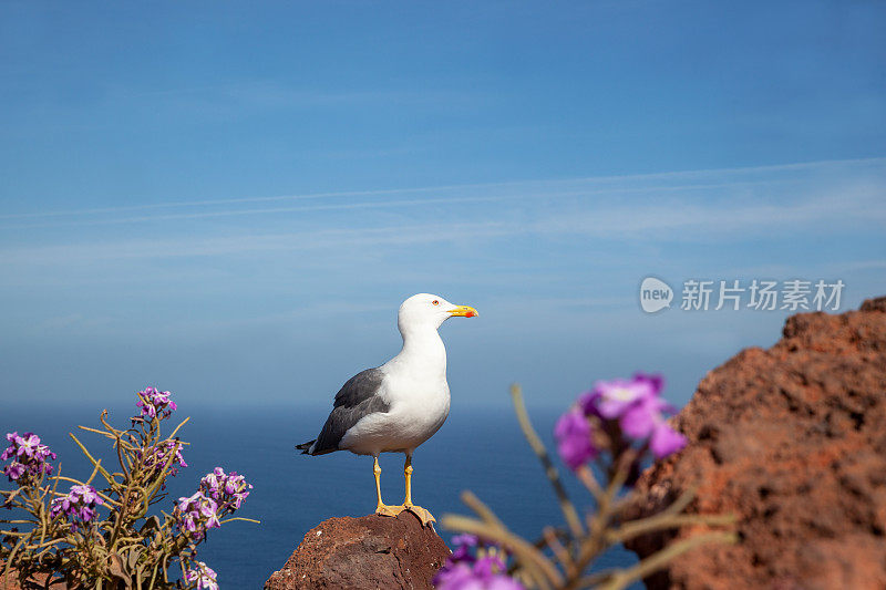 岩石上的海鸥