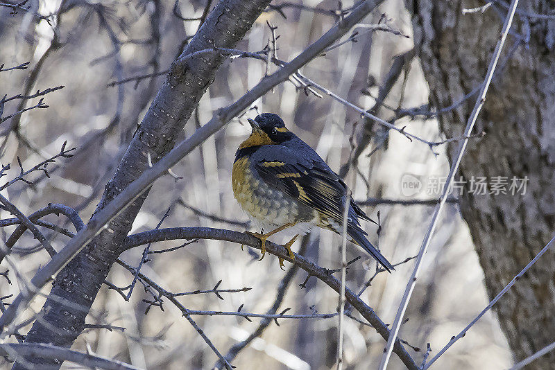 科罗拉多州罕见的多种画眉鸟