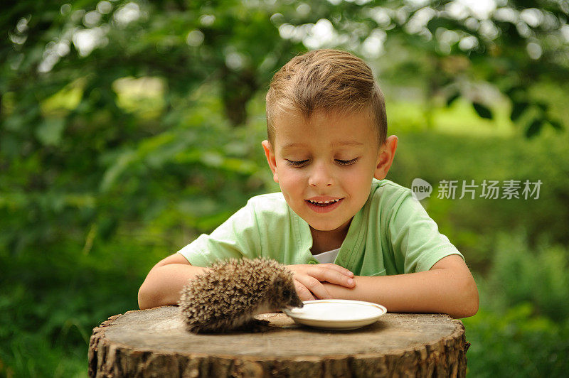 一个男孩和一只刺猬在大自然中。